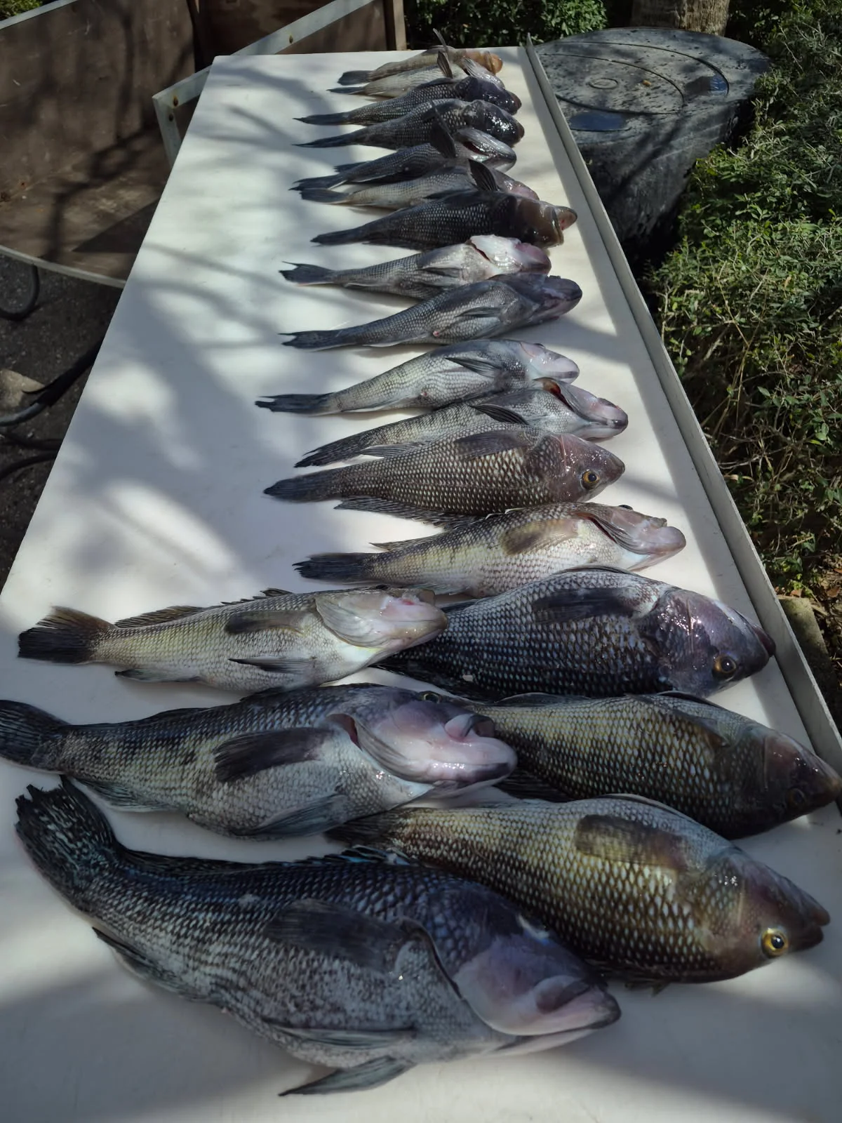 Fishing in St. Marys, Georgia