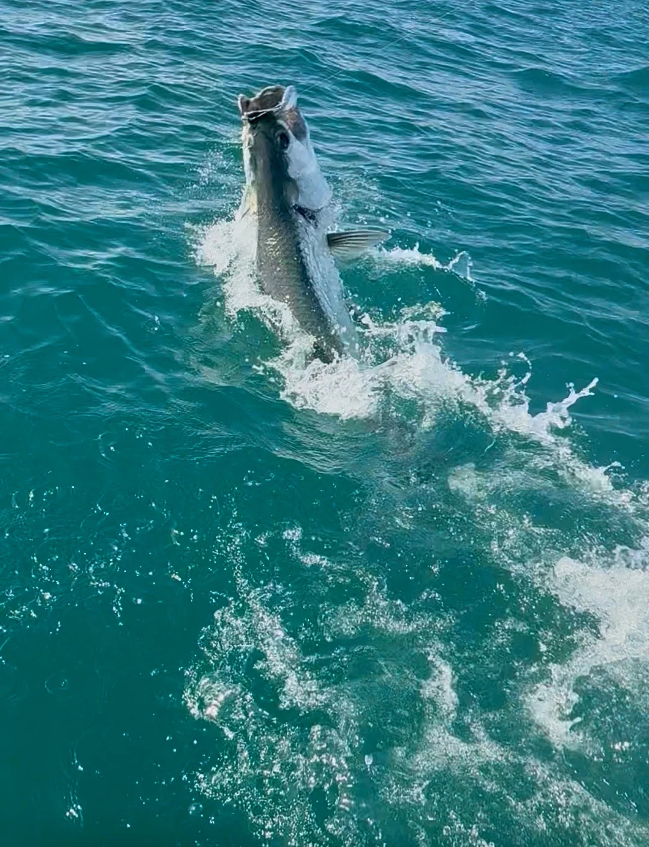 Fishing in Punta Gorda, Florida