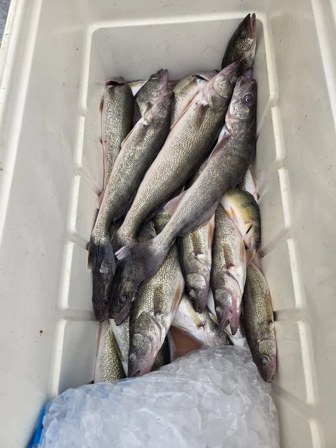 Walleye Fishing in