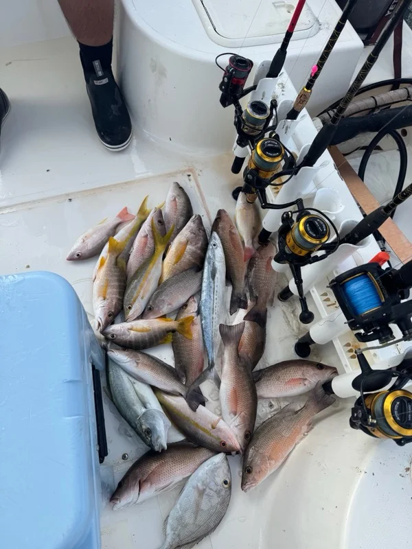 Mangrove Snapper, Yellowtail Snapper Fishing in Key Largo, Florida