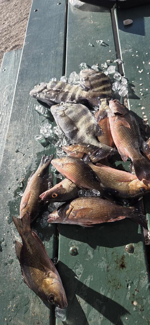 Fishing in Naples, Florida
