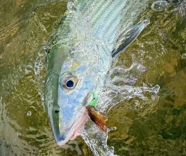 Fishing in Tavernier, Florida