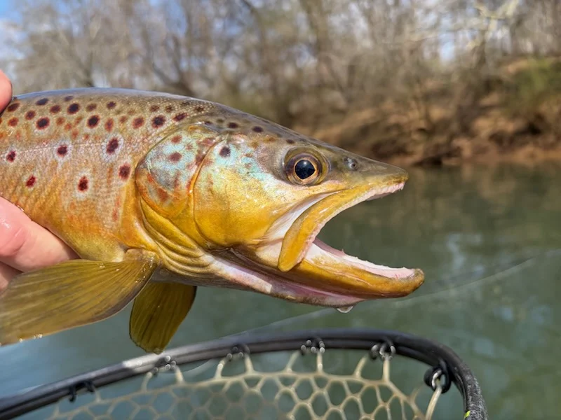 Fishing in Roswell, Georgia
