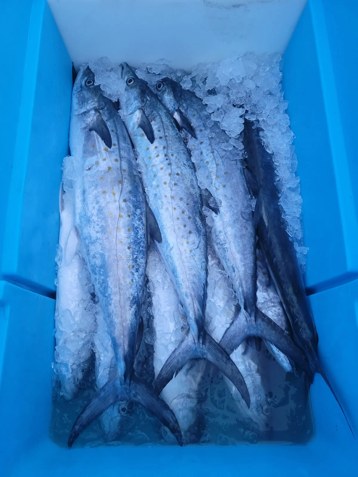 Fishing in Morehead City, North Carolina