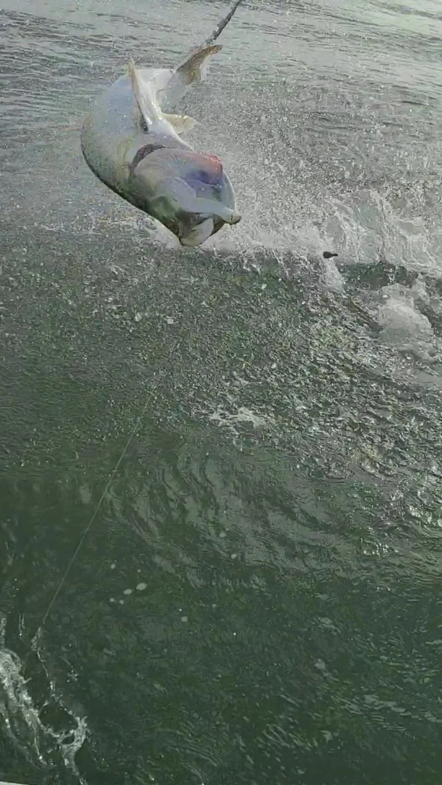 Tarpon fishing in Port O'Connor, Texas
