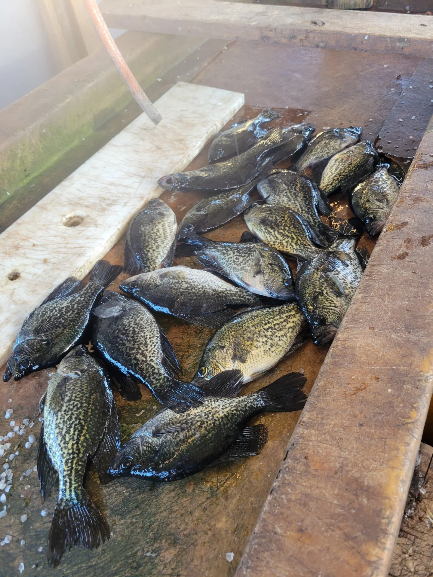 Crappie Fishing in Clewiston, Florida