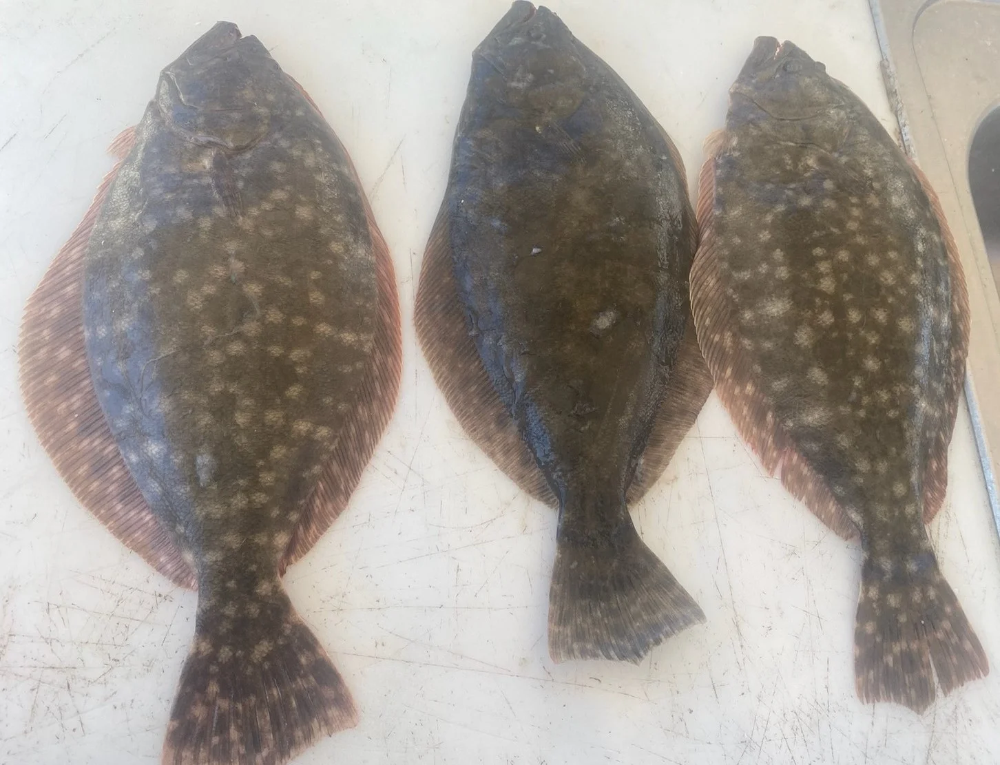 Redfish Fishing in Galveston, Texas
