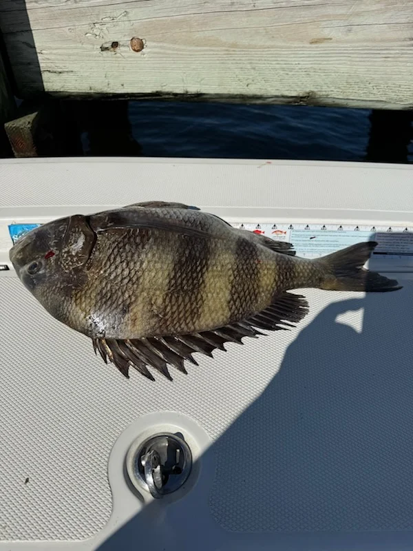 Fishing in Gulf Shores, Alabama