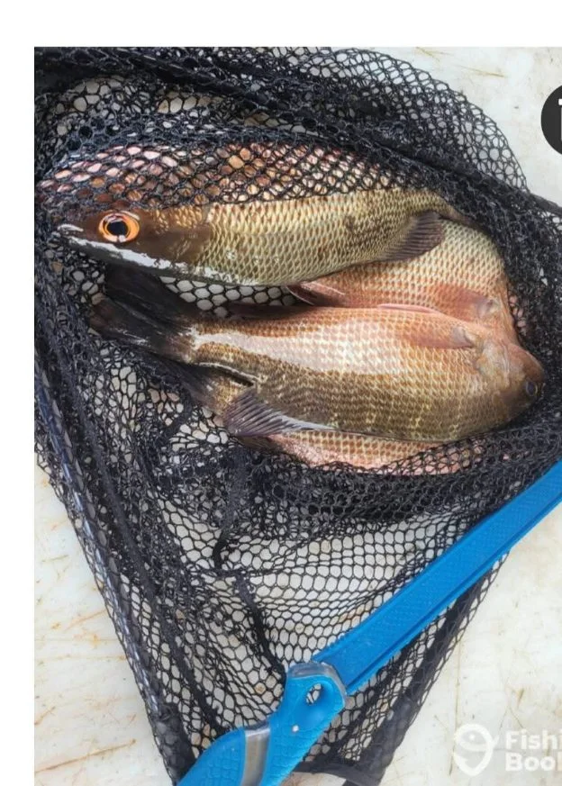 Fishing in Port Orange, Florida