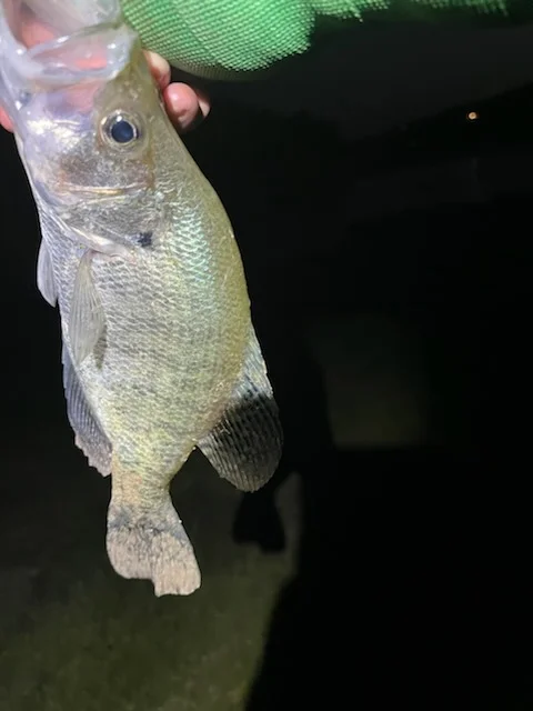 Crappie Fishing in Briarcliff, Texas