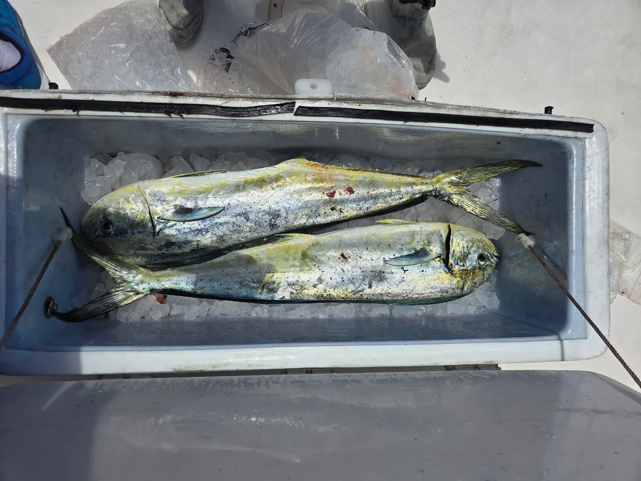 Fishing in Riviera Beach, Florida