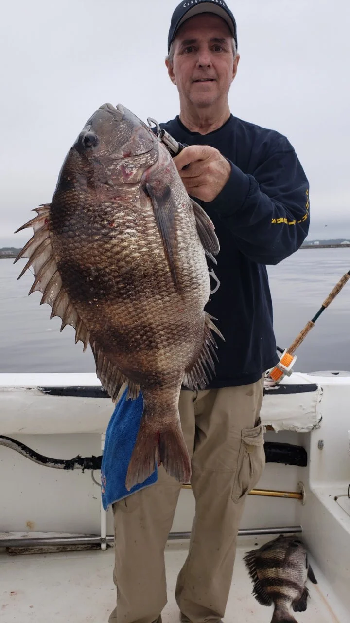 Black Drum, Sheepshead Fishing in