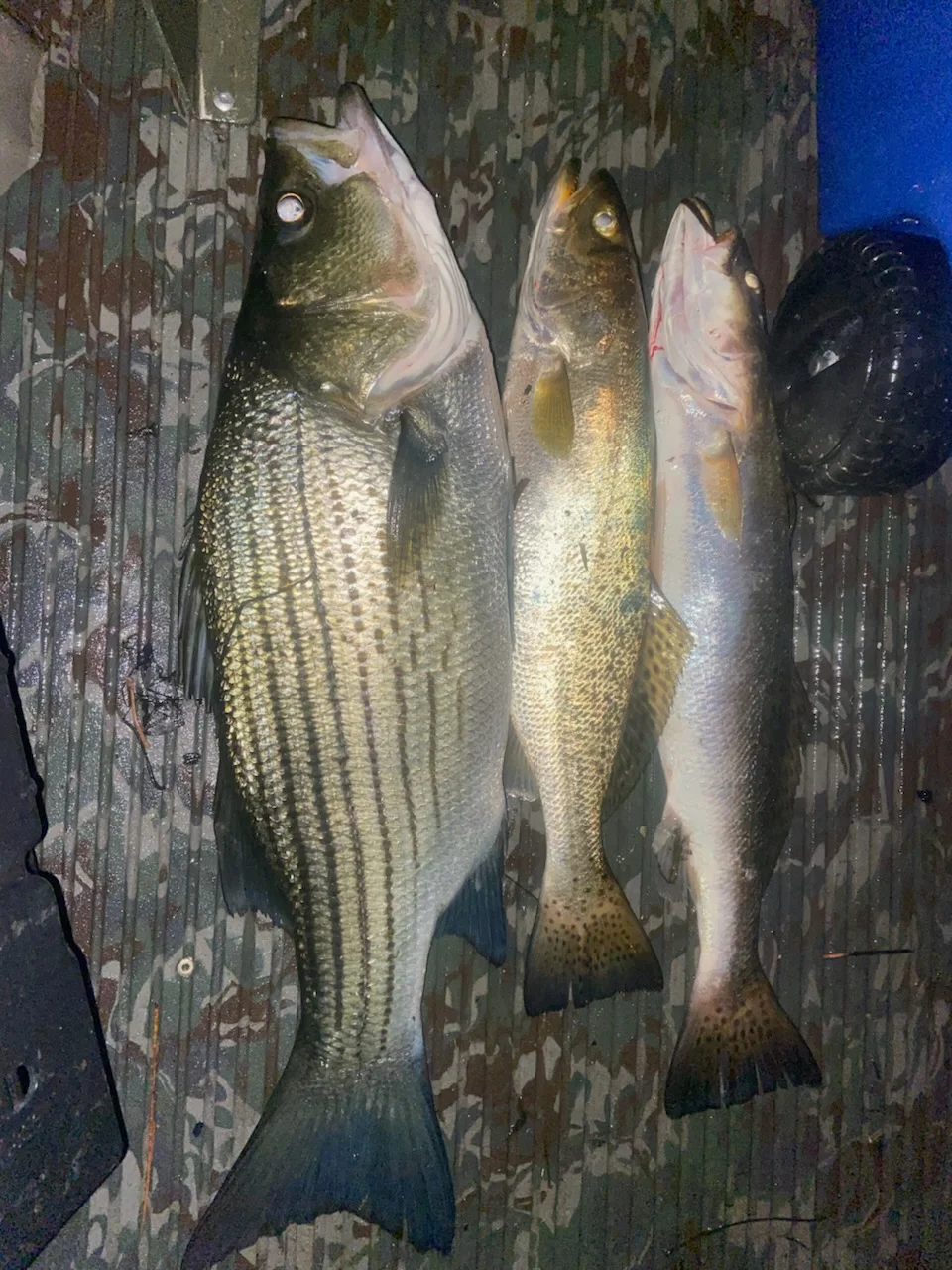 Fishing in Pensacola, Florida