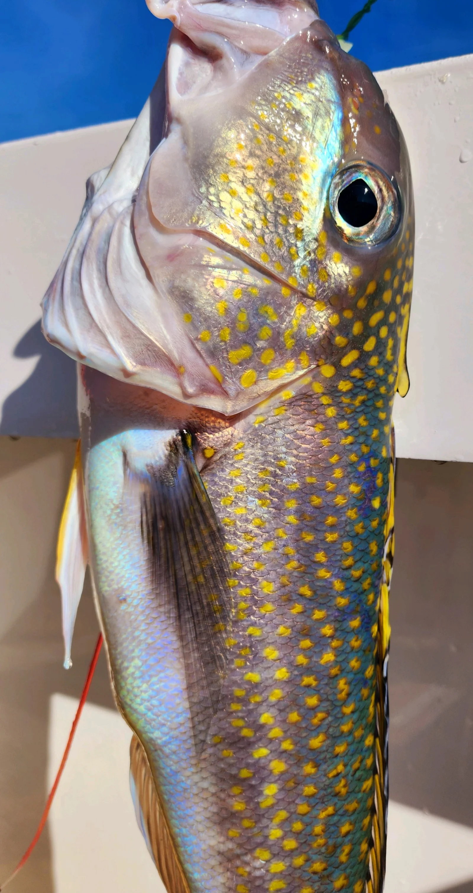 Tilefish Fishing in Galveston, Texas