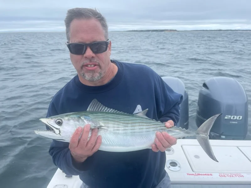 Little Tunny / False Albacore fishing in Chatham, Massachusetts