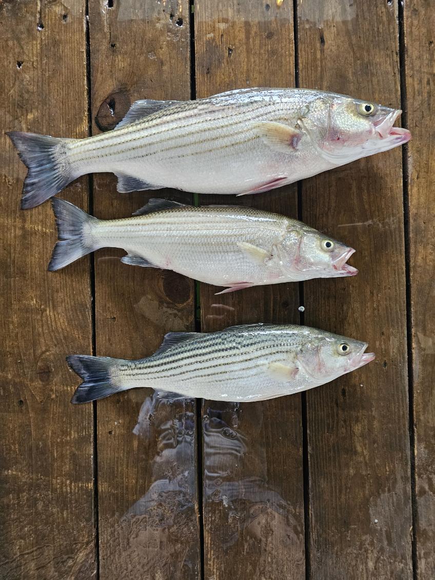 Fishing in Kingston, Oklahoma