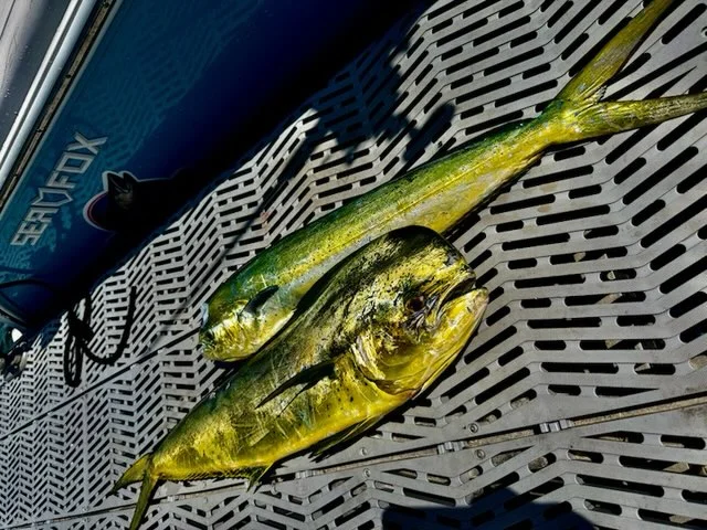 Fishing in Morehead City, North Carolina