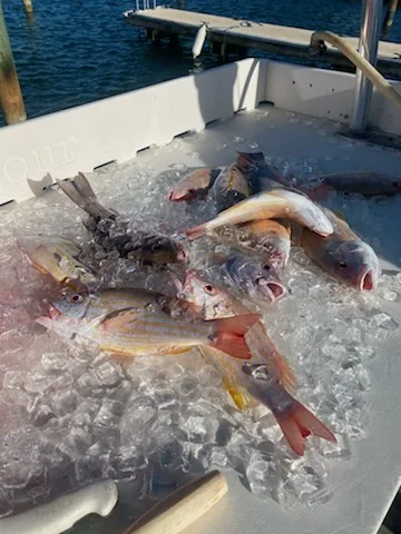 Lane Snapper, Mutton Snapper Fishing in Key West, Florida