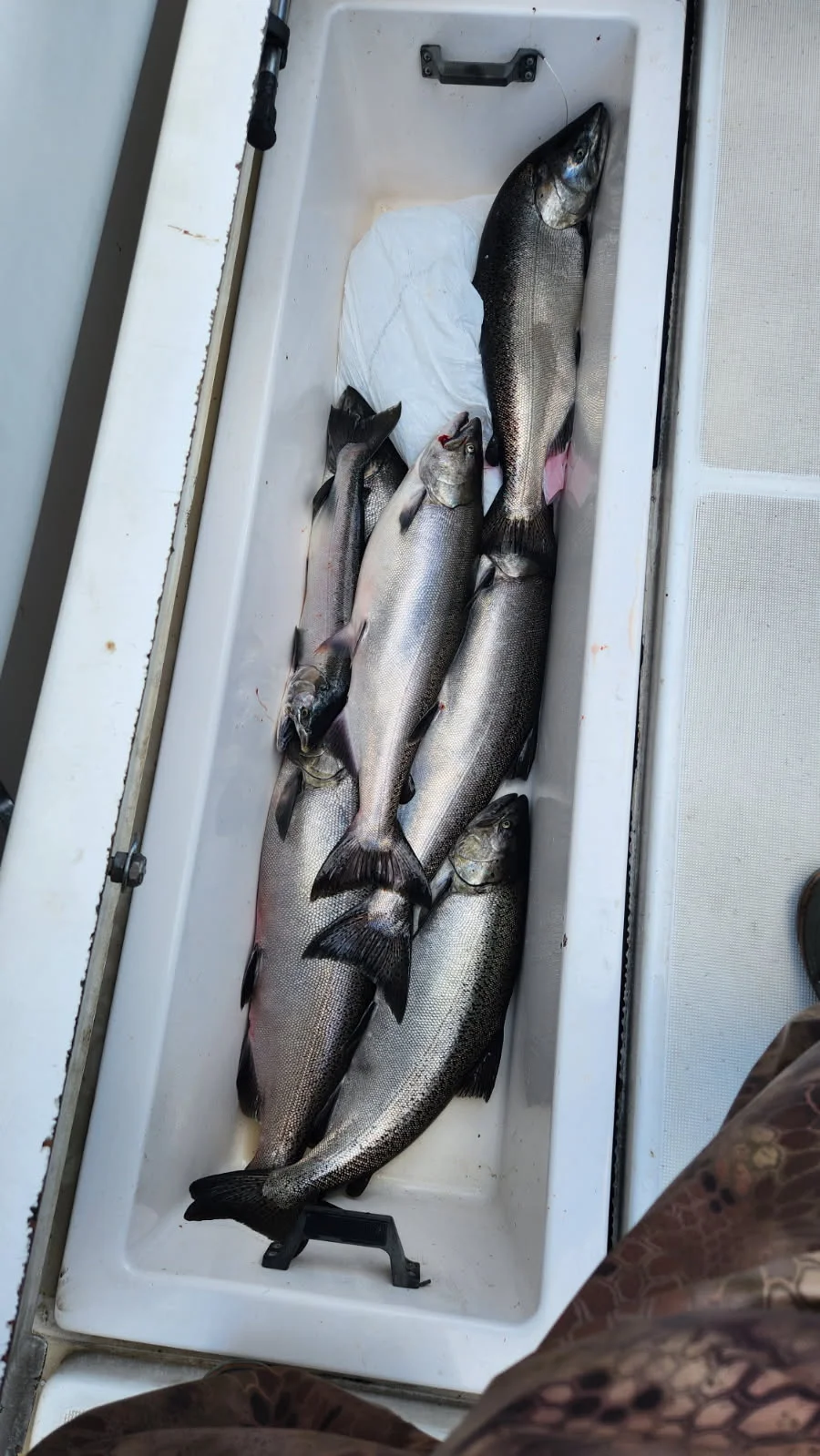 Fishing in Thompsonville, Michigan