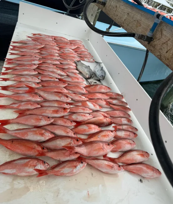 Triggerfish, Vermillion Snapper Fishing in Orange Beach, Alabama