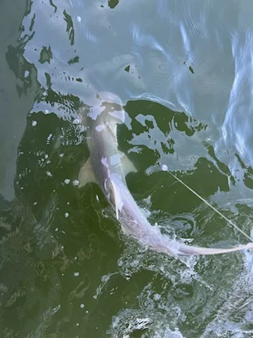 Fishing in Gulf Shores, Alabama