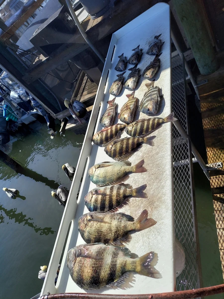 Sheepshead, Speckled Trout / Spotted Seatrout Fishing in Crystal River, Florida