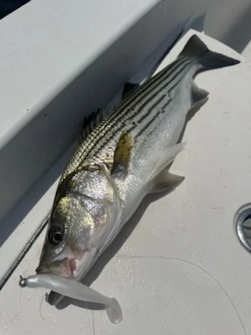Fishing in Morehead City, North Carolina