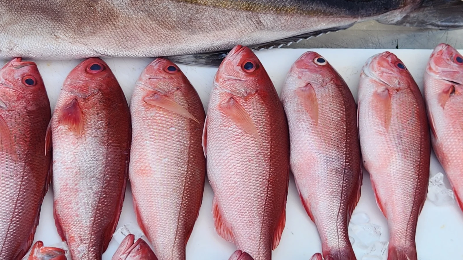 Fishing in Destin, Florida