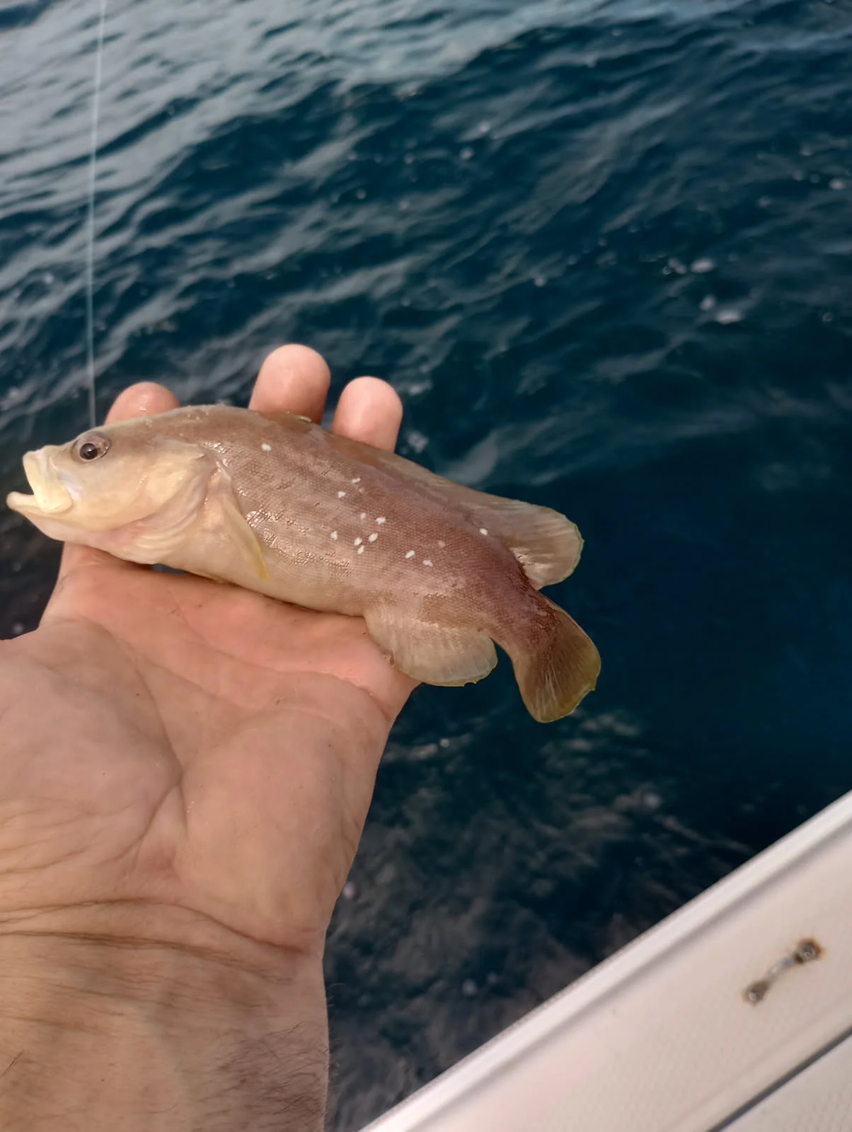 Fishing in Boca Grande, Florida