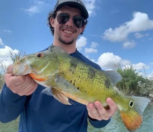 Peacock Bass Fishing in Palmetto Bay, Florida