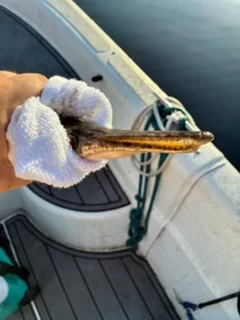 Fishing in Weston, Florida