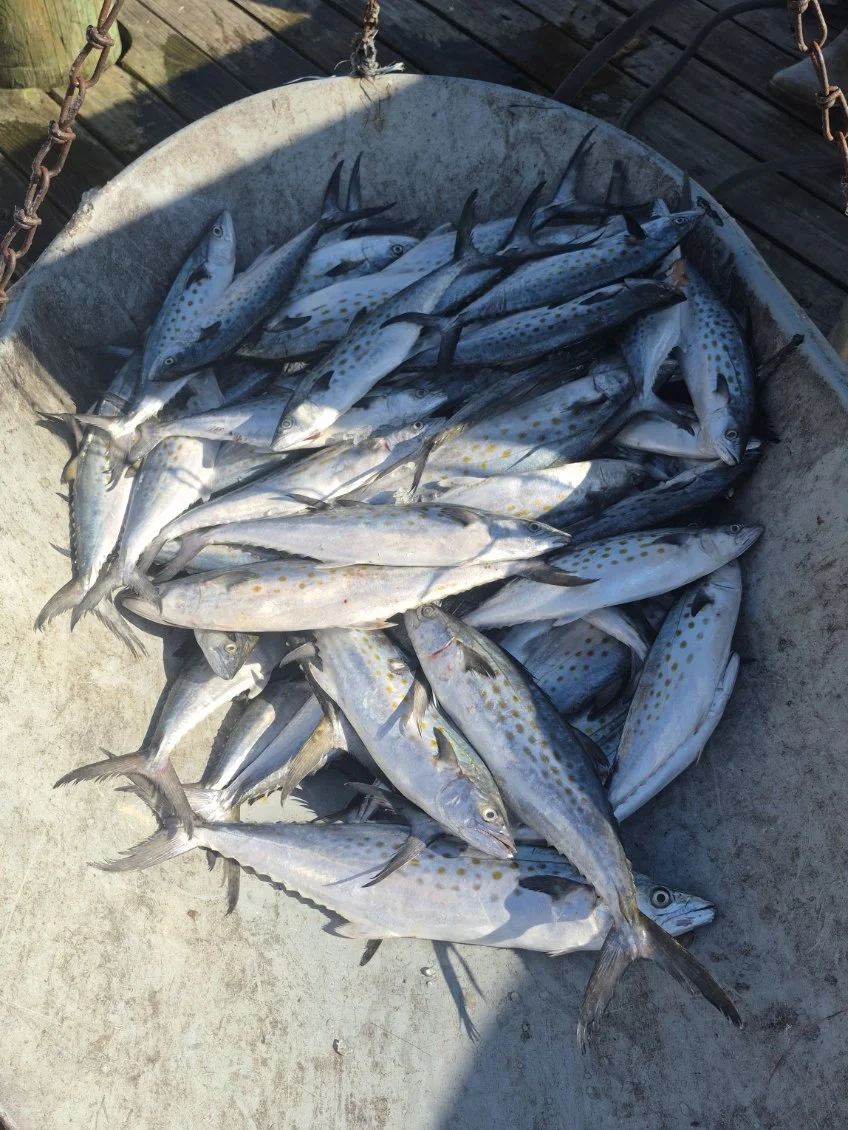 Fishing in Morehead City, North Carolina