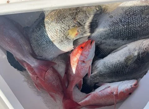 Red Snapper, Redfish, Tripletail Fishing in Buras, Louisiana