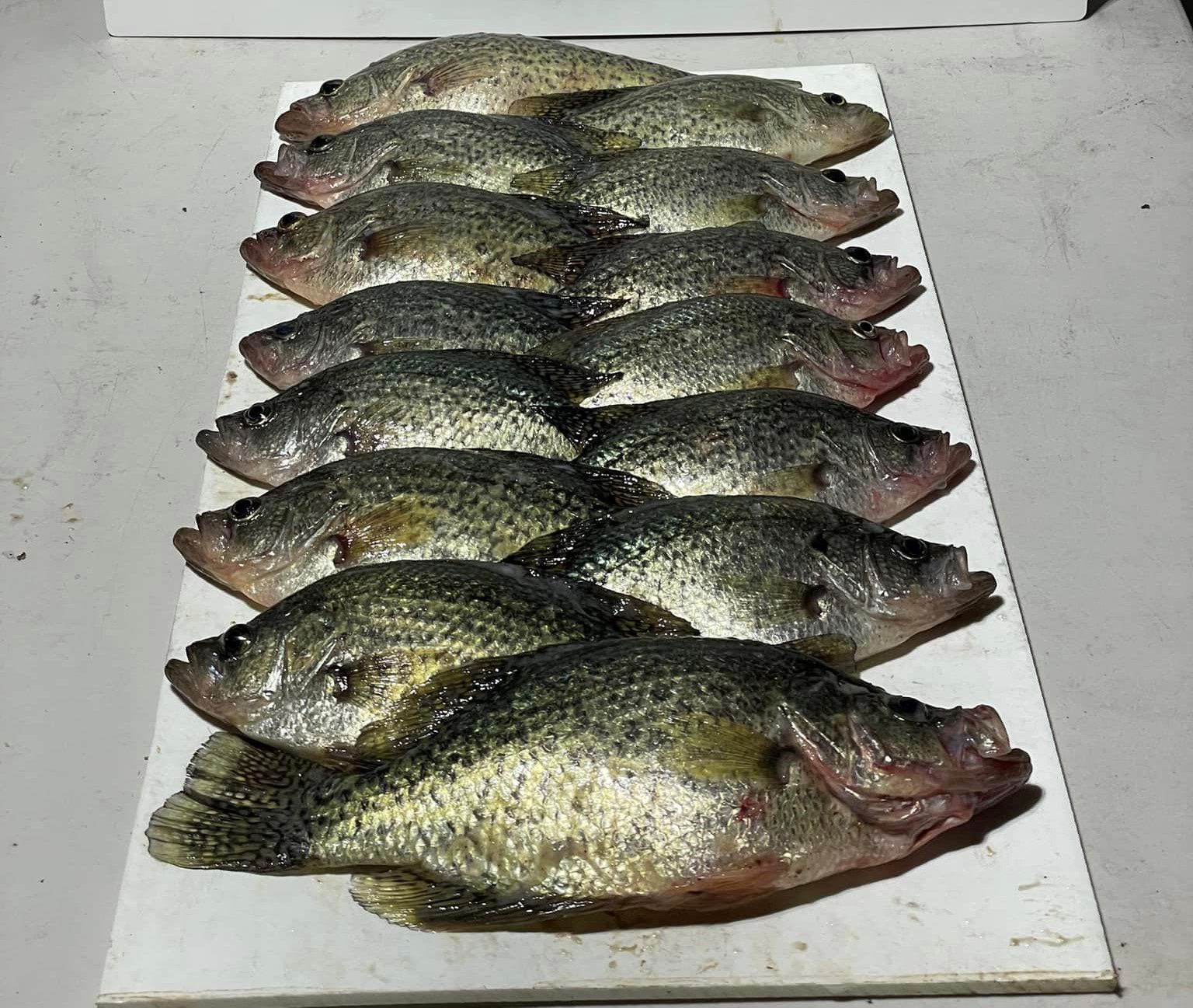 Crappie Fishing in Austin, Texas