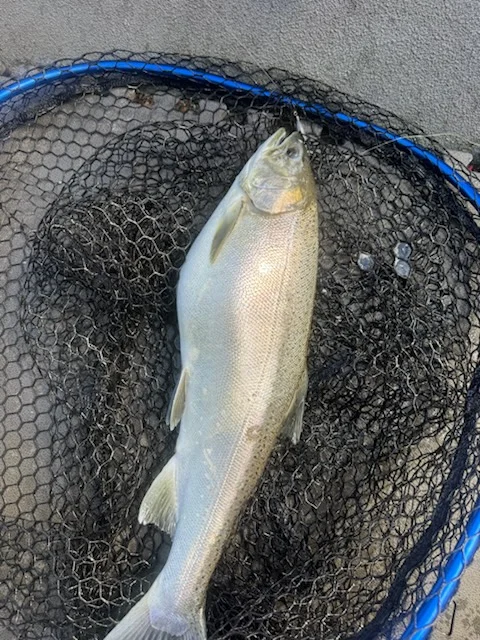 Fishing in Harrietta, Michigan