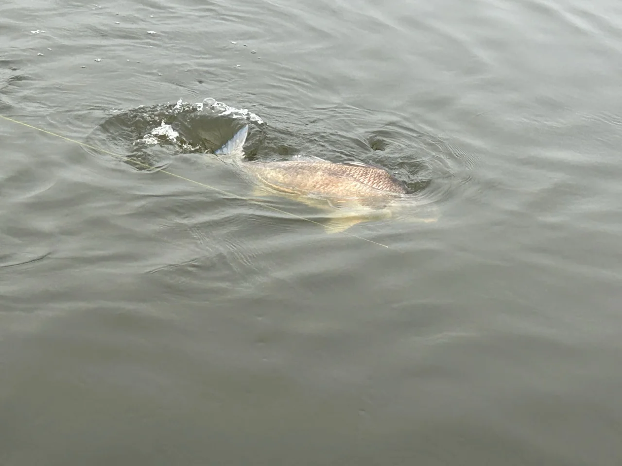 Sheepshead Fishing in