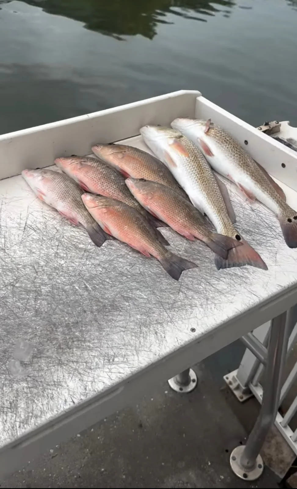 Fishing in Sarasota, Florida