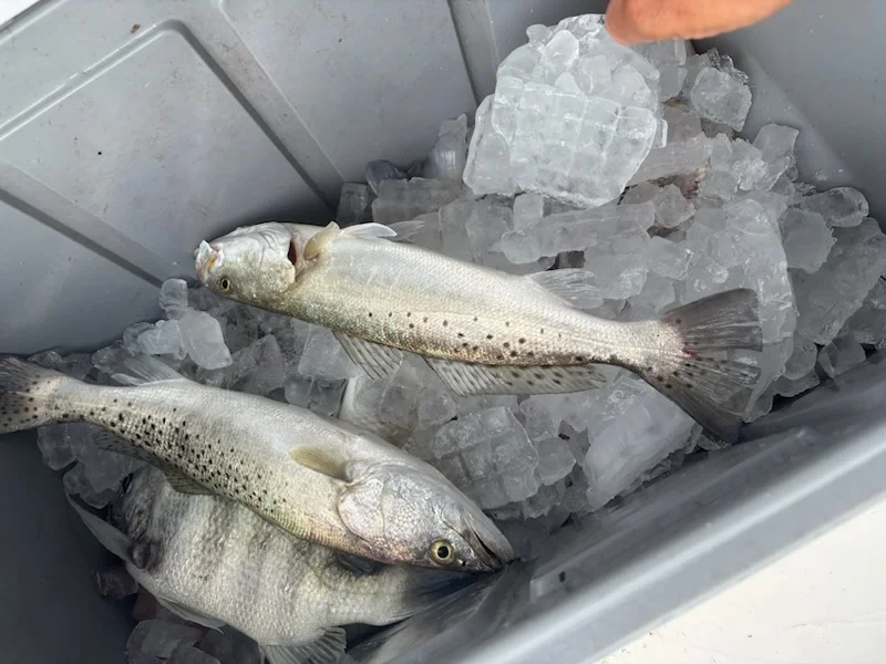 Fishing in Sarasota, Florida