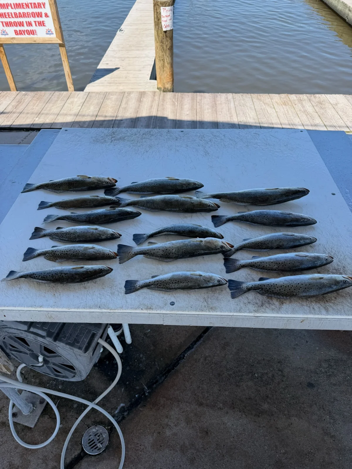 Fishing in Lafitte, Louisiana