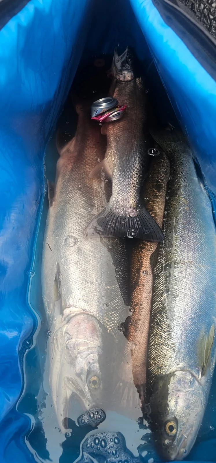 Fishing in Montesano, Washington