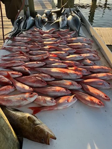 Blackfin Tuna, Scamp Grouper, Vermillion Snapper Fishing in Gulf Shores, Alabama