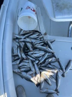 Fishing in Gulf Shores, Alabama