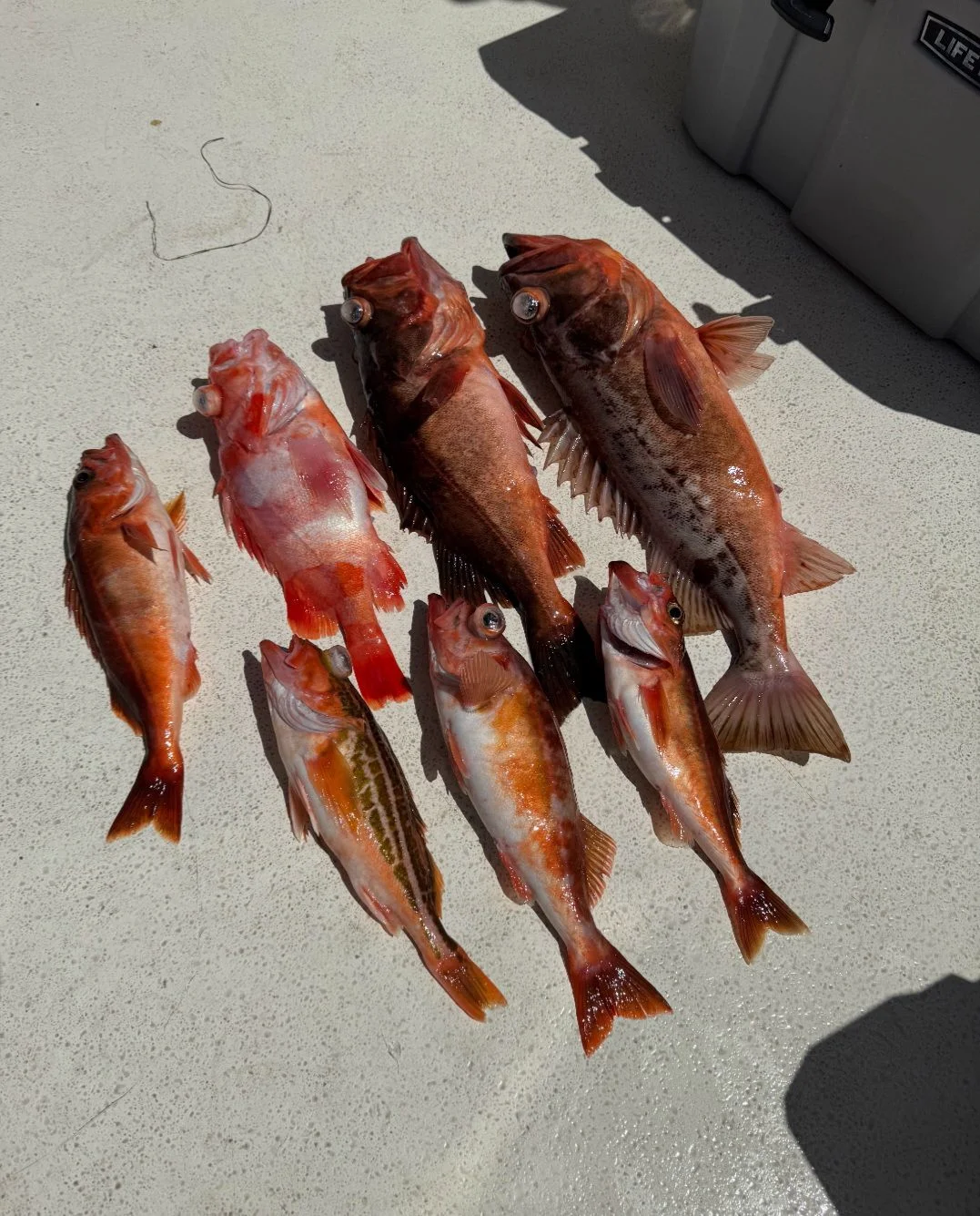 Fishing in Dana Point, California