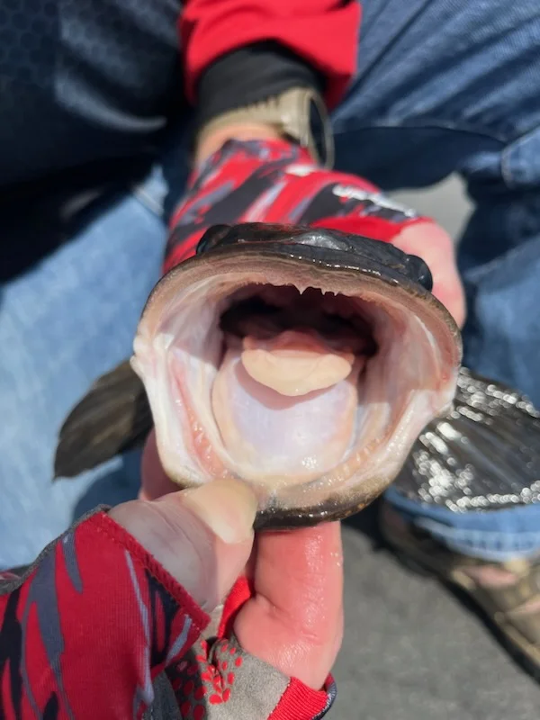 Largemouth Bass Fishing in Boca Raton, Florida