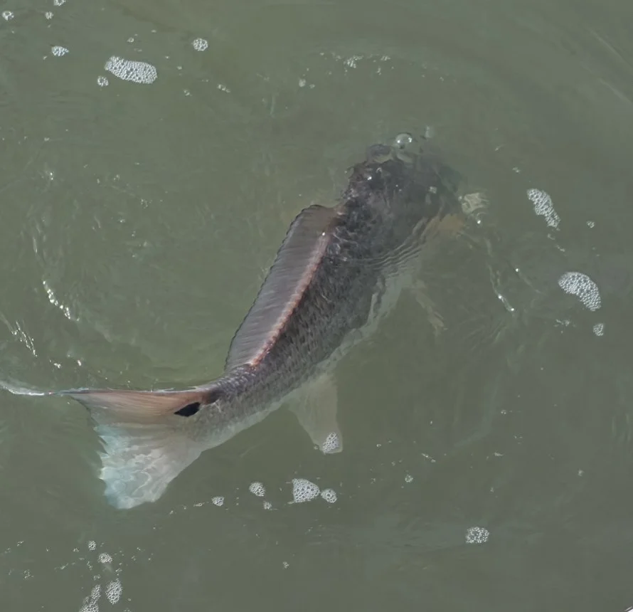 Fishing in North Charleston, South Carolina