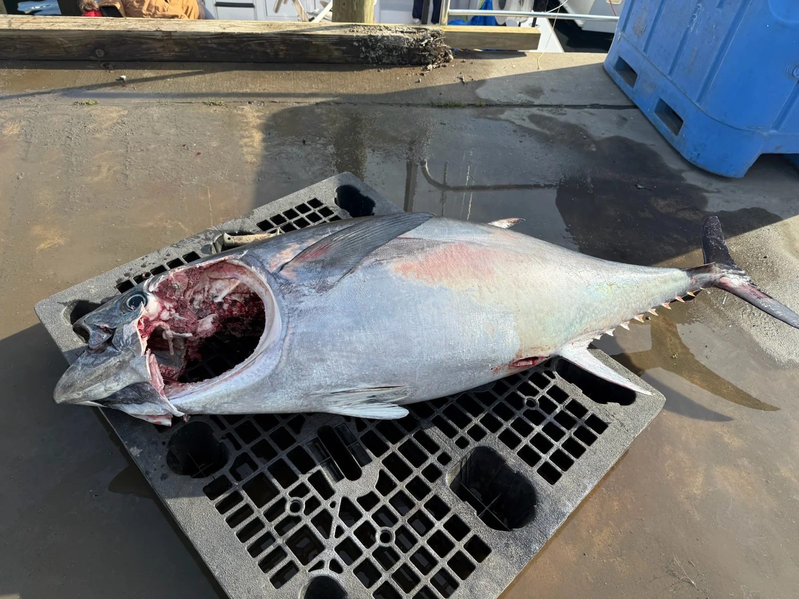 Fishing in Wanchese, North Carolina