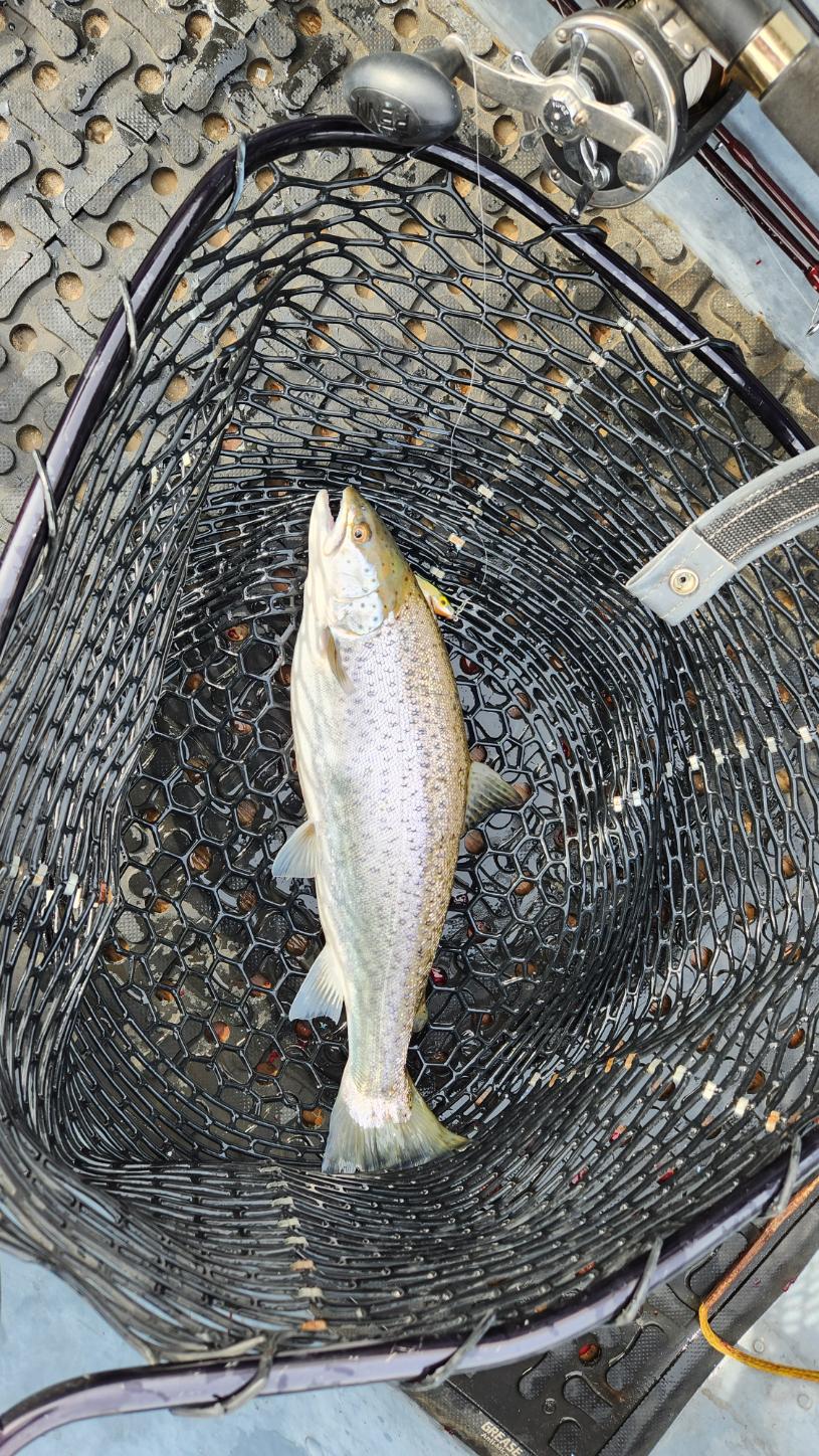 Brown Trout Fishing in Manistee, Michigan