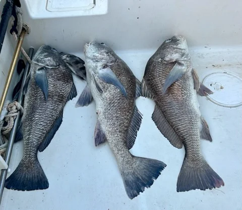 Fishing in D'Iberville, Mississippi