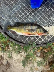 Fishing in Naples, Florida