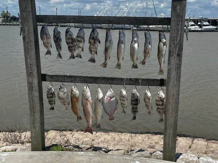 Black Drum, Redfish, Speckled Trout Fishing in Palacios, Texas